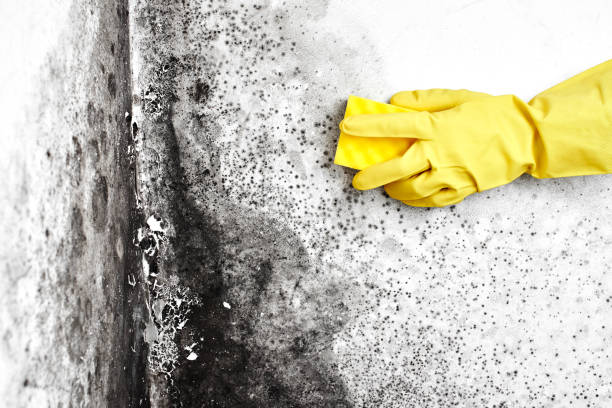 Water Damage Restoration in South Carthage, TN
