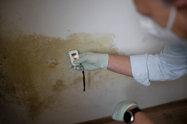 Office Mold Removal Services in South Carthage, TN