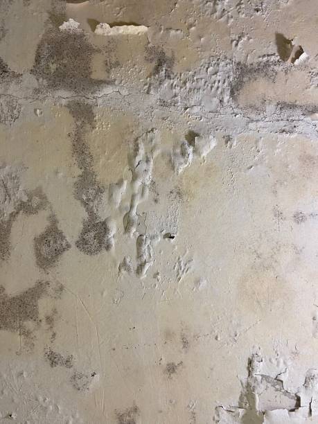 Best Mold Cleaning Services  in South Carthage, TN