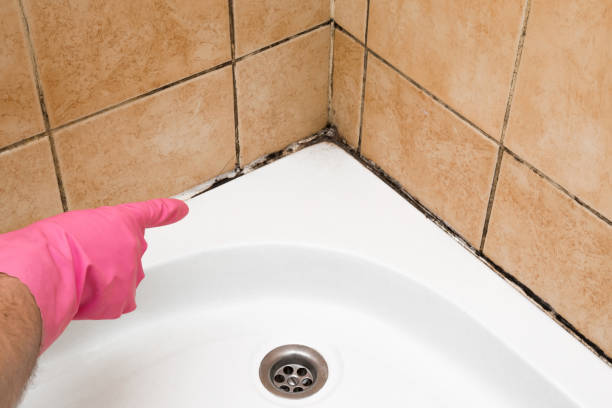 Home Mold Removal in South Carthage, TN